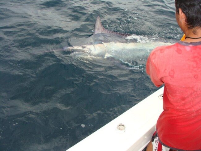 4df82c18-9e90-4fc1-97a1-7a07b86af72a-marlin-735