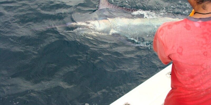 4df82c18-9e90-4fc1-97a1-7a07b86af72a-marlin-735