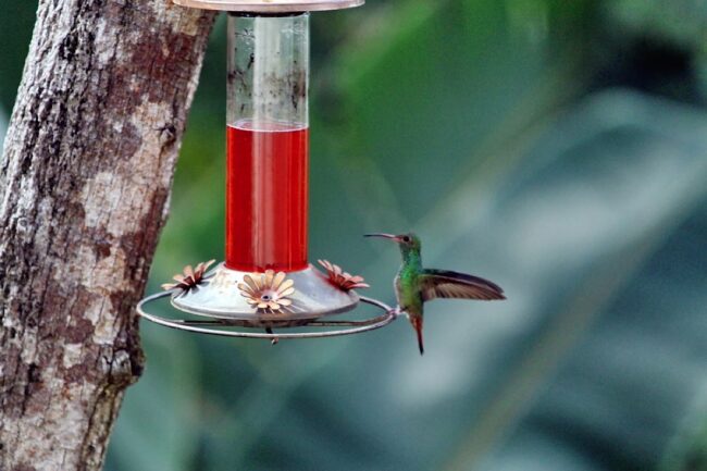 Accommodation Big Game Fishing Panama