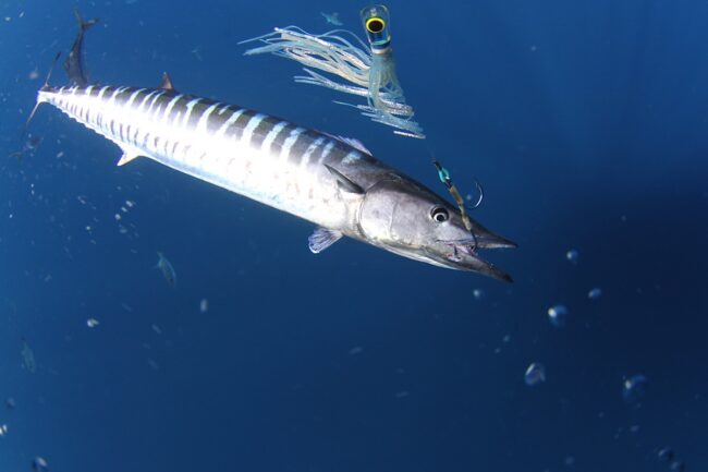 Big Game Fishing Tours in Panama