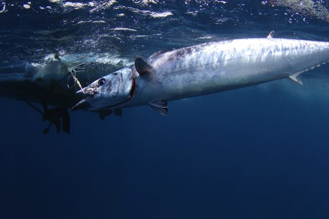 Big Game Fishing Tours in Panama