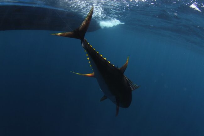 Big Game Fishing Tours in Panama