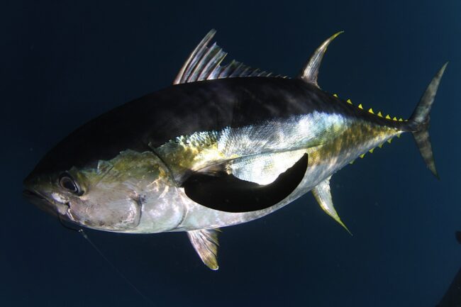 Big Game Fishing Tours in Panama