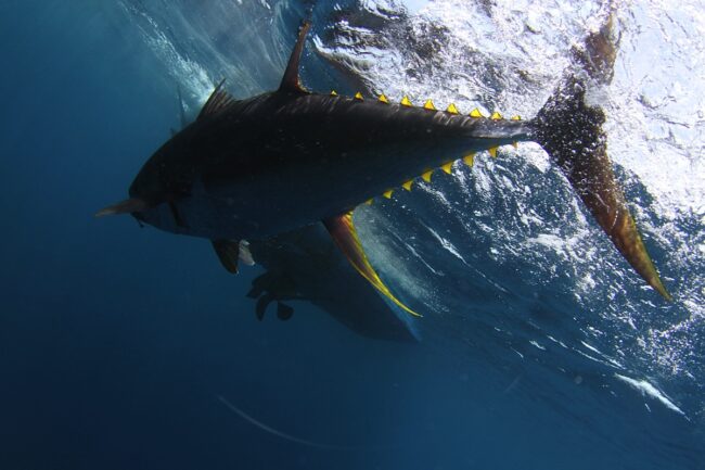 Big Game Fishing Tours in Panama