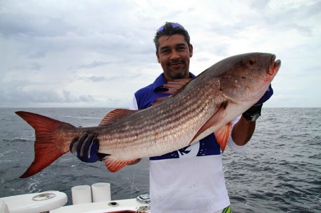 Big Game Fishing Tours in Panama
