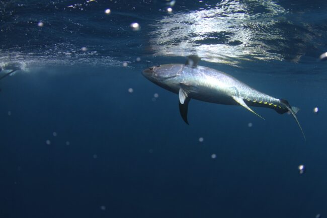 Big Game Fishing Tours in Panama