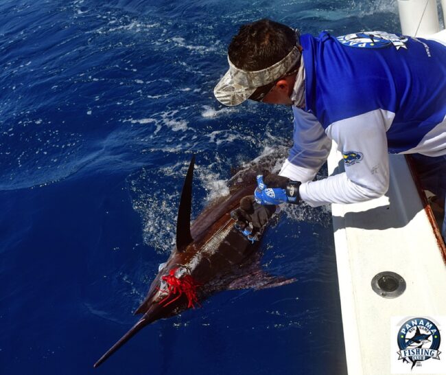 Big Game Fishing Tours in Panama