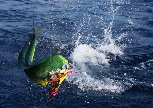 Big Game Fishing Tours in Panama