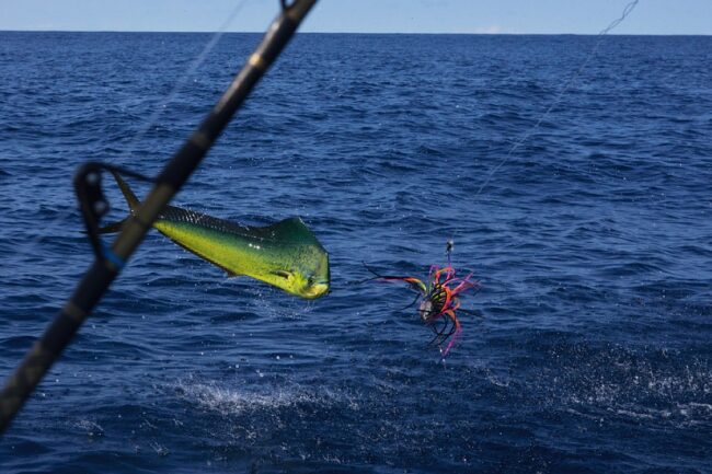 Big Game Fishing Tours in Panama