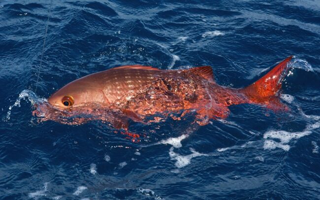 Big Game Fishing Tours in Panama