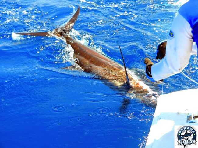 Big Game Fishing Tours in Panama