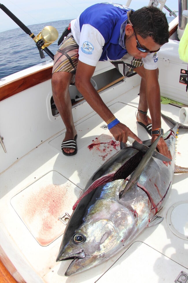 Big Game Fishing Tours in Panama