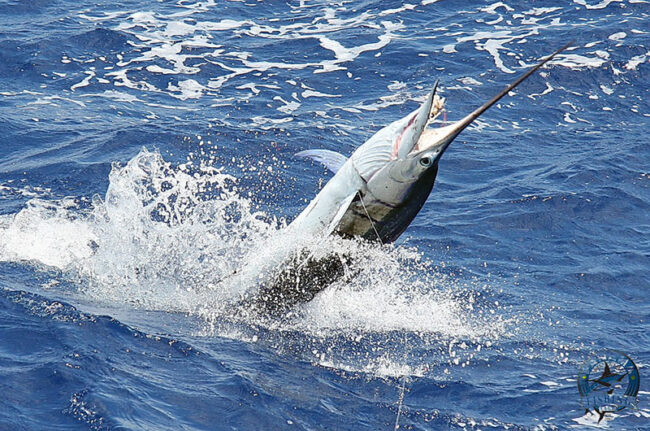 Big Marlin in Panama
