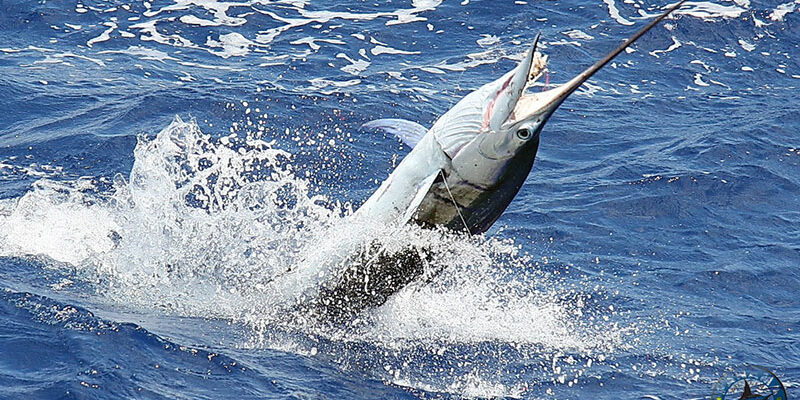 Big Marlin in Panama Big Marlin in Panama
