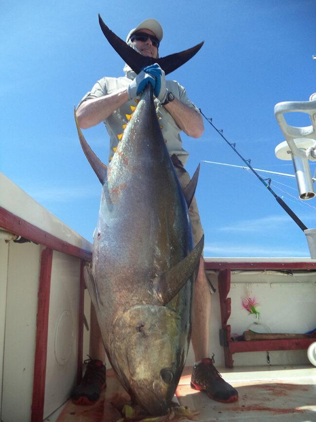 Yellowfin tuna is back in Panama Yellowfin tuna is back in Panama