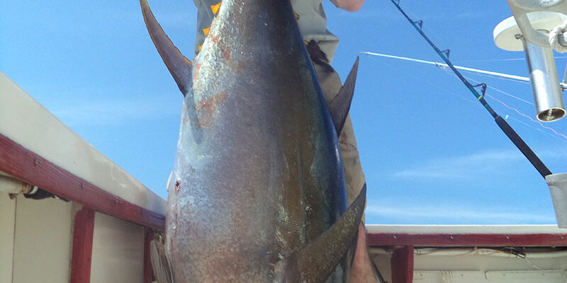 Yellowfin tuna is back in Panama Yellowfin tuna is back in Panama