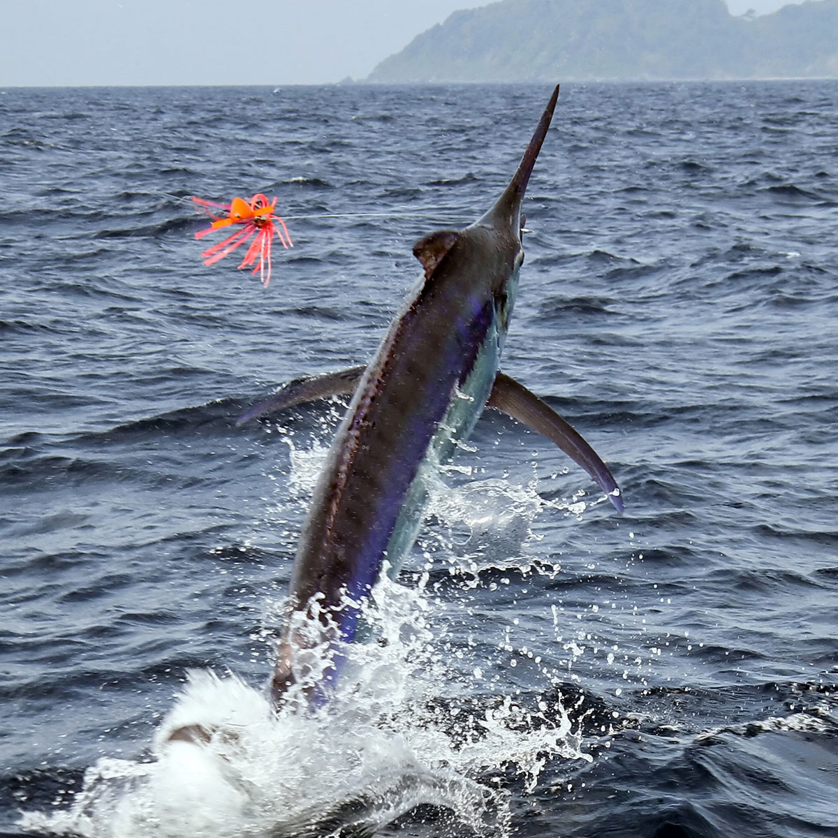 Black Marlin in Panama.