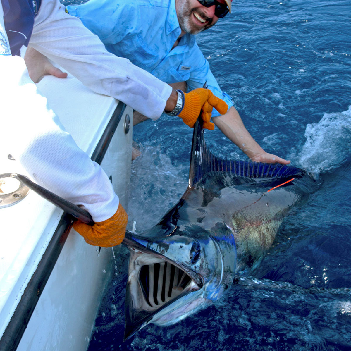 Blue Marlin caught and releaaed.