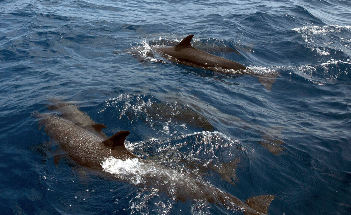 Dolphins swimming in Panama