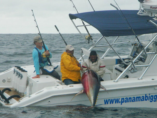 Huge Tune caught in Panama