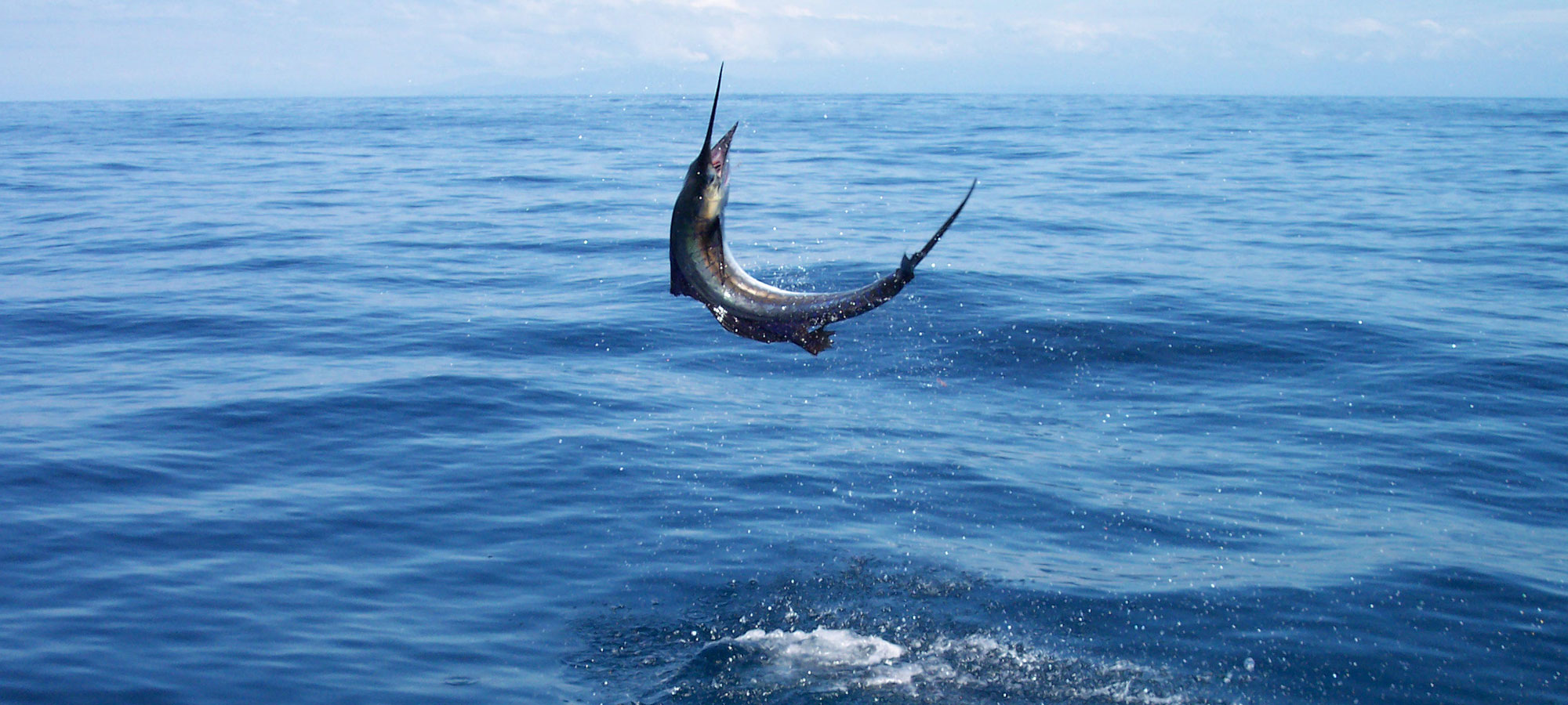 Panama Big Game Fishing Marlin