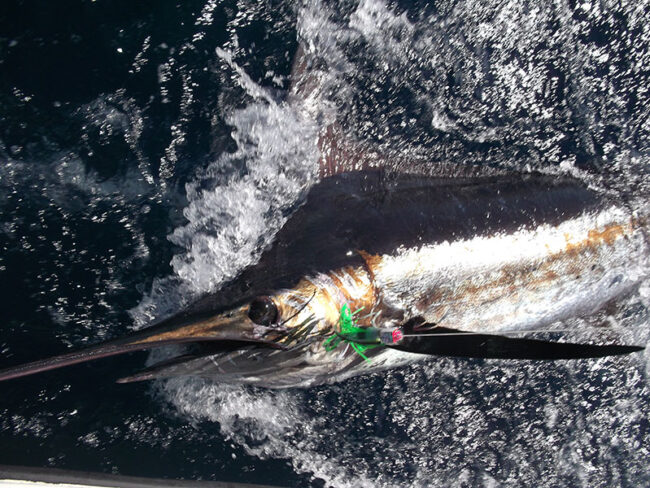 Offshore Marlin Panama