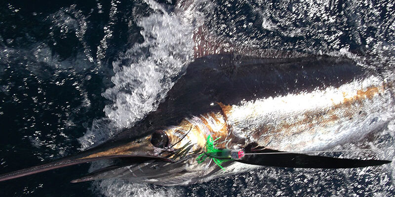 Offshore Marlin Panama Offshore Marlin Panama