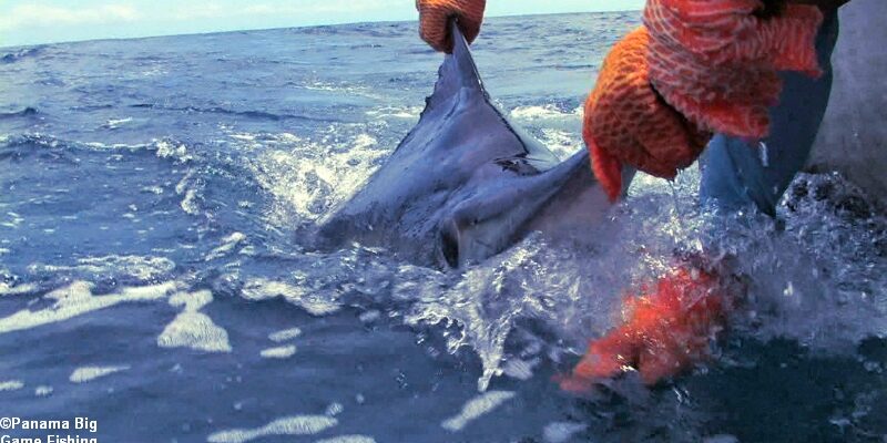 panama-fishing-photos05