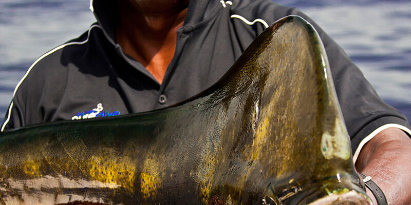 Fishing Action Panama