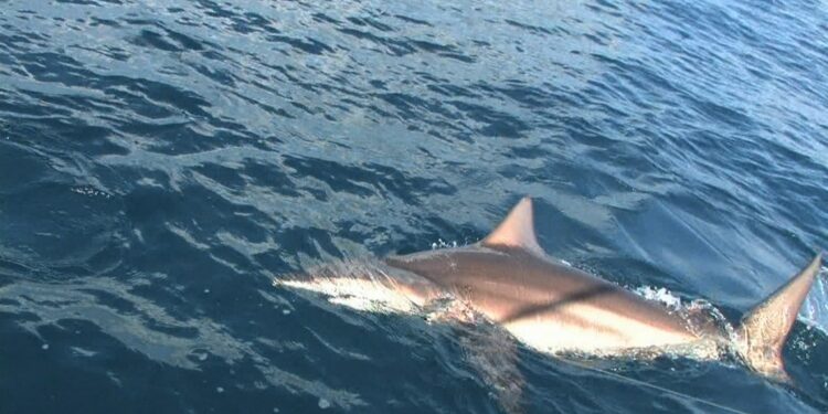 panamafishingFeb0802