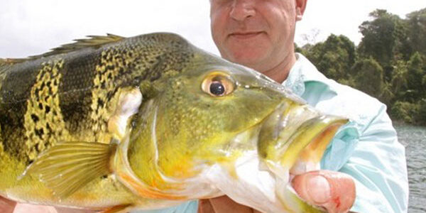 Peacock Bass Panama