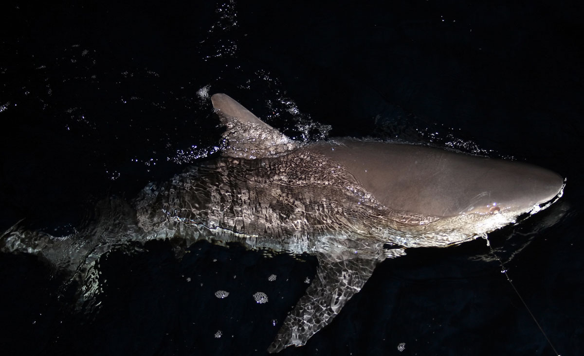 Swimming shark in Panama