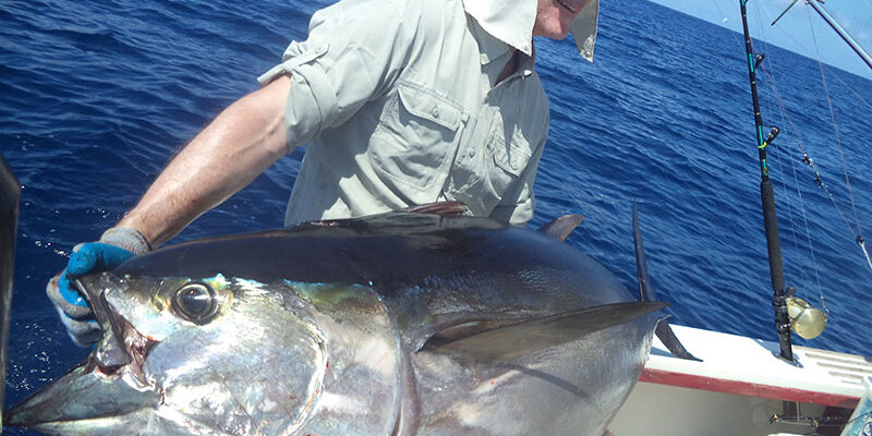 Tuna catch in Panama Tuna catch in Panama