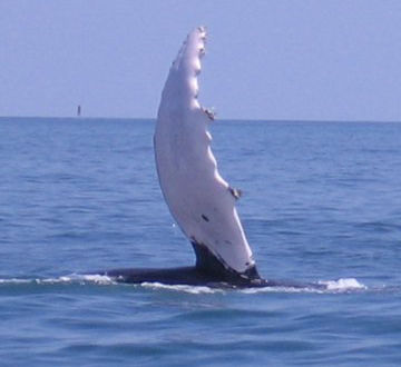 Whale watching in Isla Bocca Brava