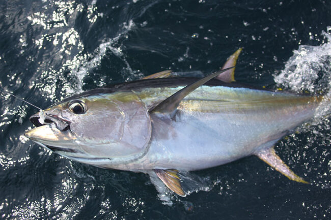 Yellowfin Tuna catch in Panama
