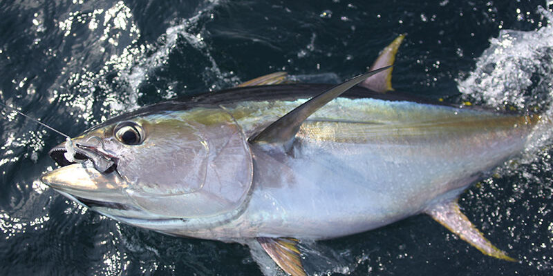 Yellowfin Tuna catch in Panama